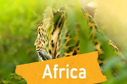 african gap year leopard